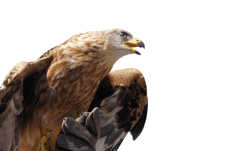 head clipart golden eagle