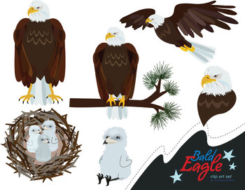 eagles clipart life cycle