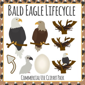 eagles clipart life cycle