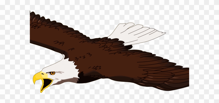Kiwi bird white background. Eagles clipart realistic cartoon