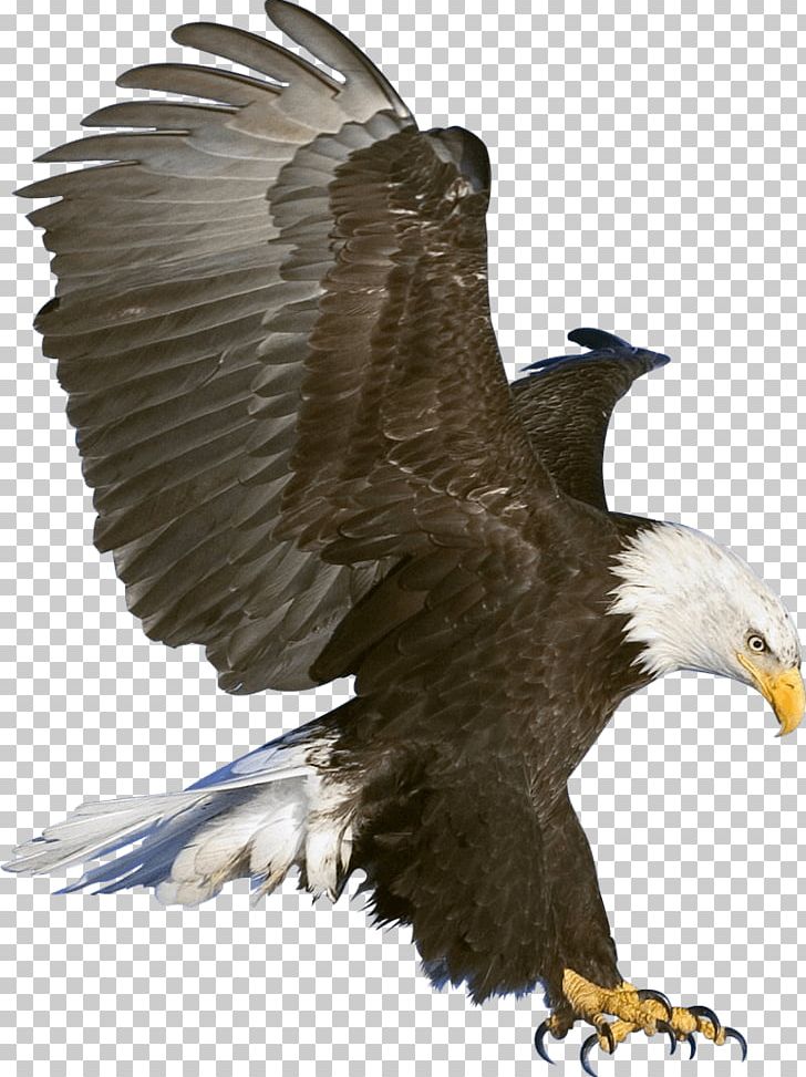Eagles clipart sea eagle. Claws png animals birds