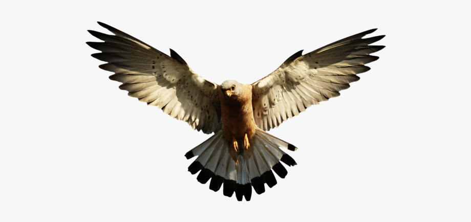 eagles clipart simple