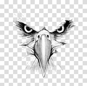 Eagles clipart sketch. Golden eagle transparent background
