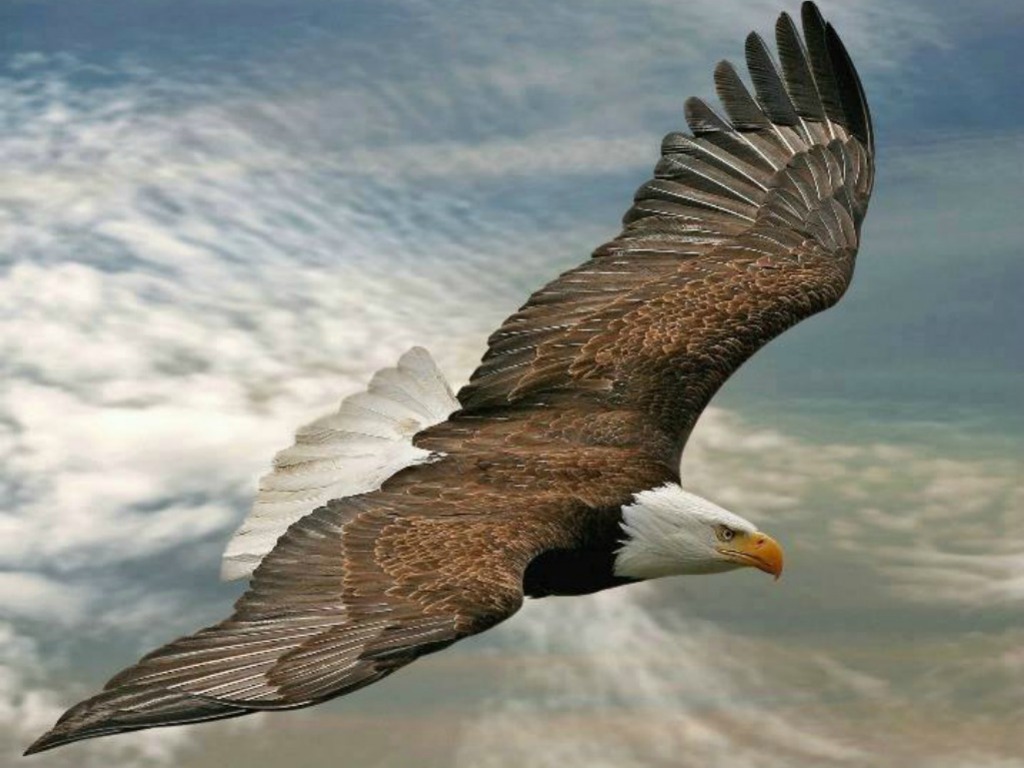 eagles clipart sky
