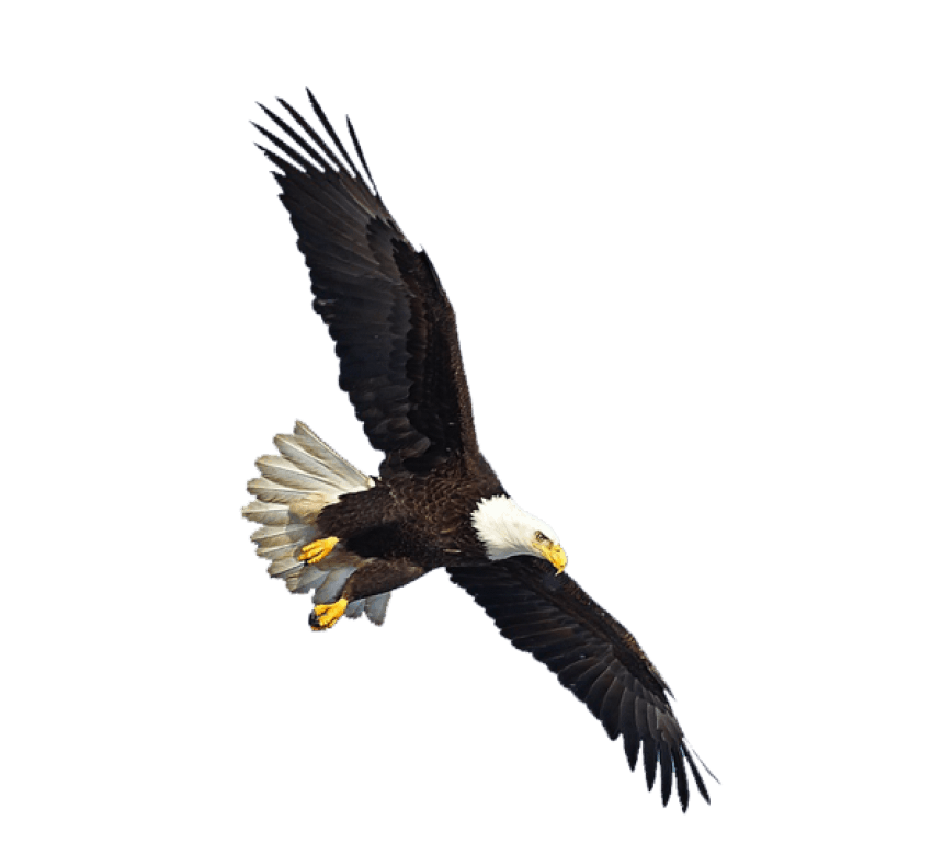 eagles clipart transparent background