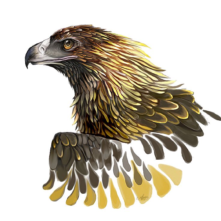 eagles clipart wedge tailed eagle