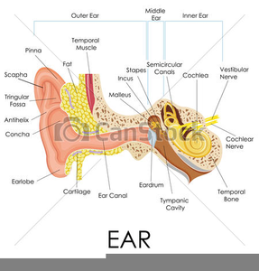 ear clipart anatomy