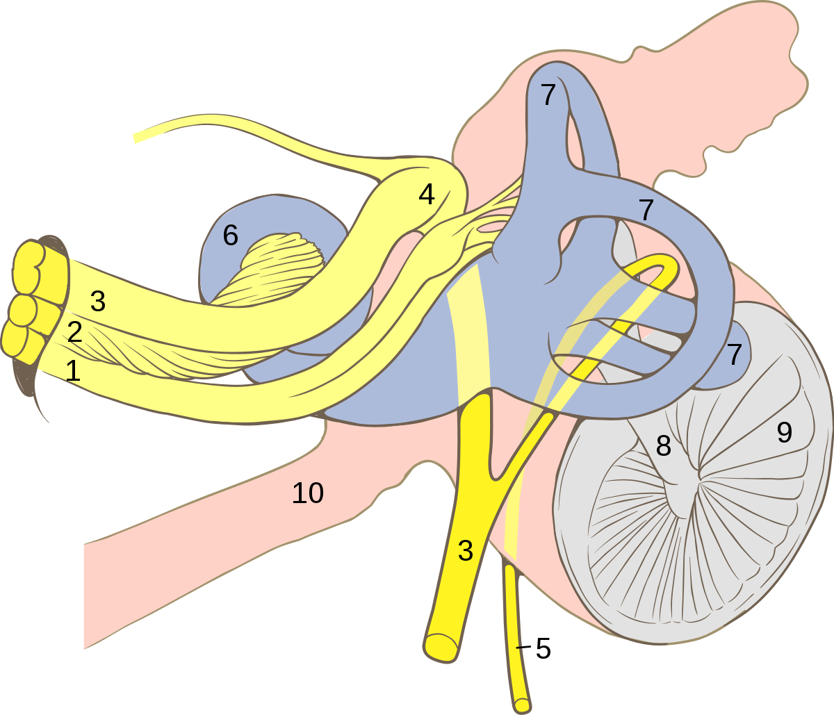 Geniculate ganglion wikipedia . Ears clipart anatomy