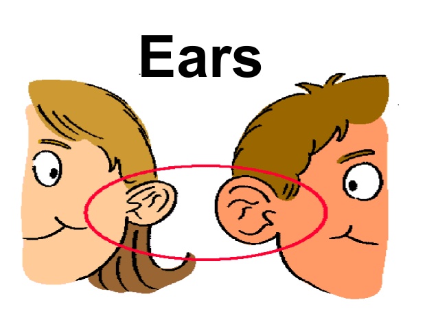 ears clipart different body part