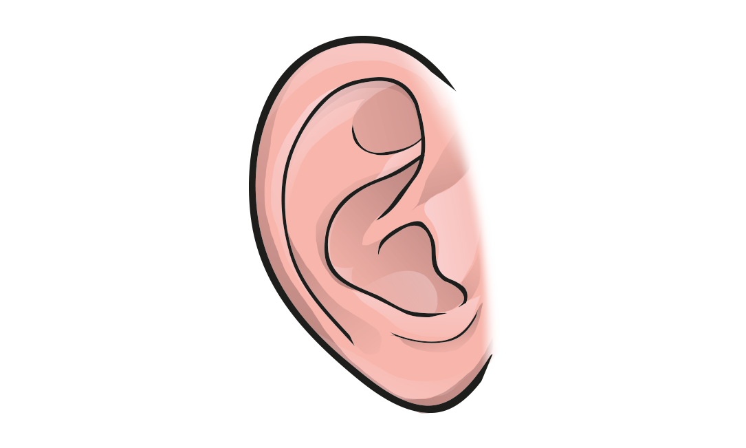 ear clipart different body part
