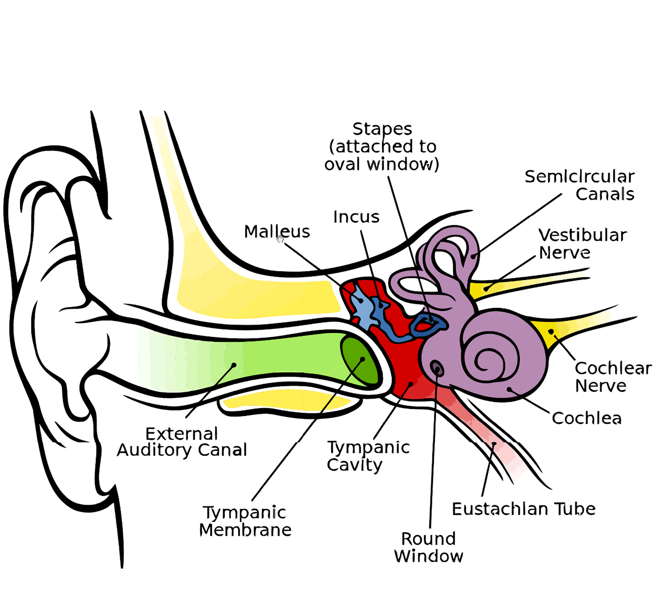 ears clipart earlobe