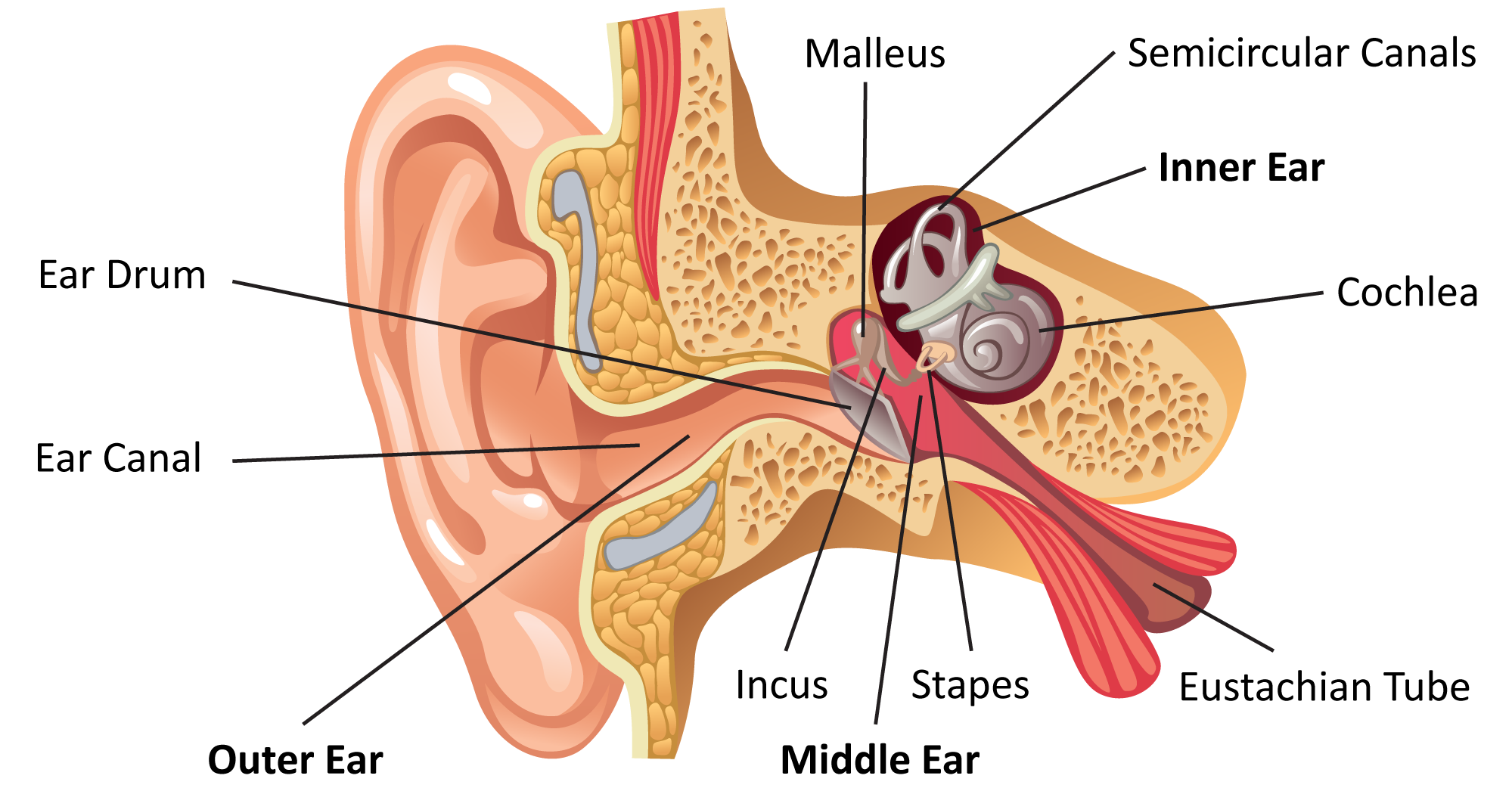hearing clipart two ear
