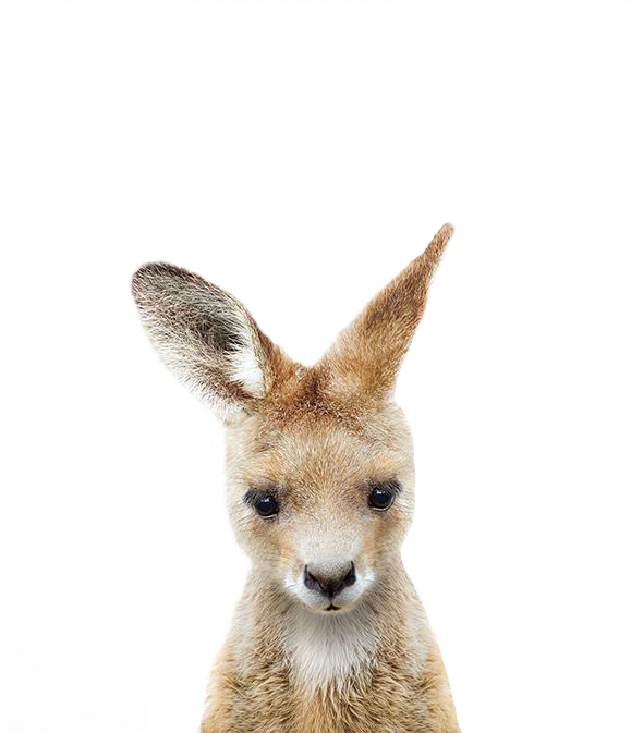 ears clipart kangaroo