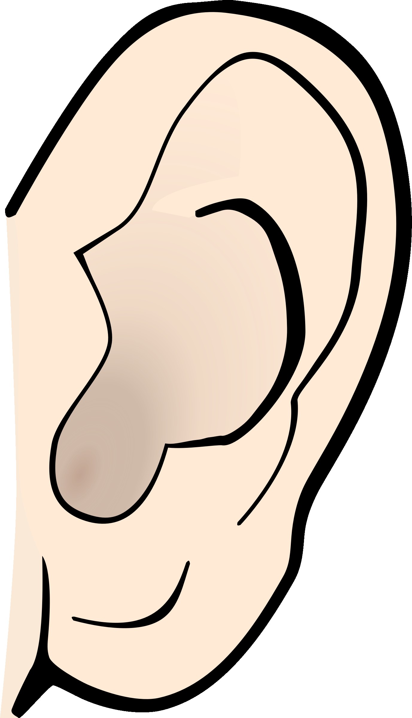 ear clipart large ear