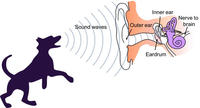 ears clipart science sound