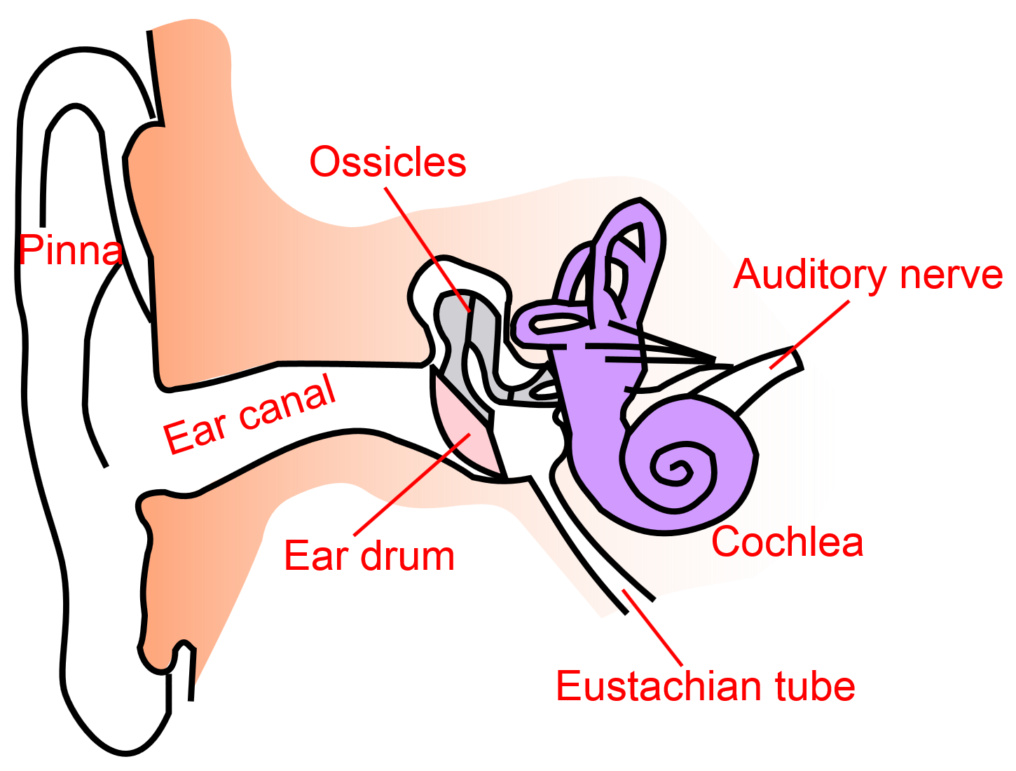 ear clipart sense organ