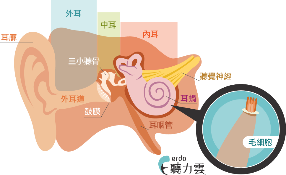 ears clipart auditory
