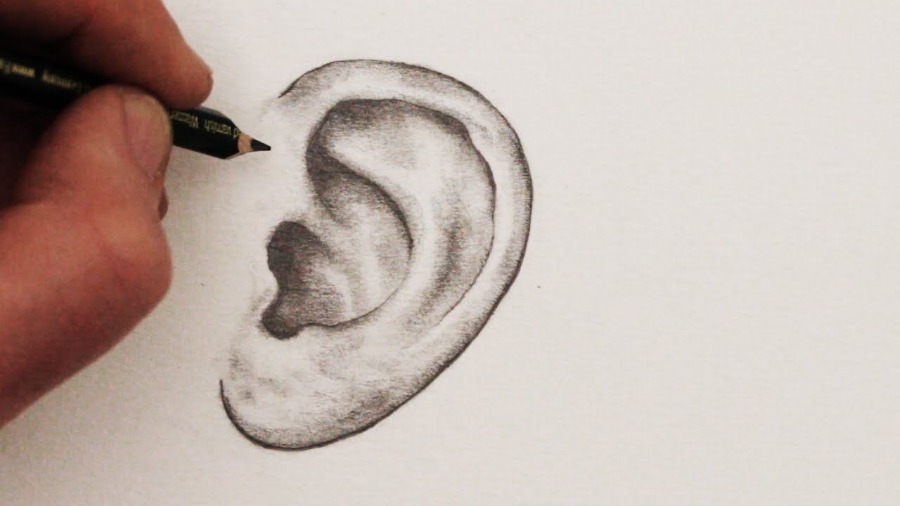 ears clipart ear drawing