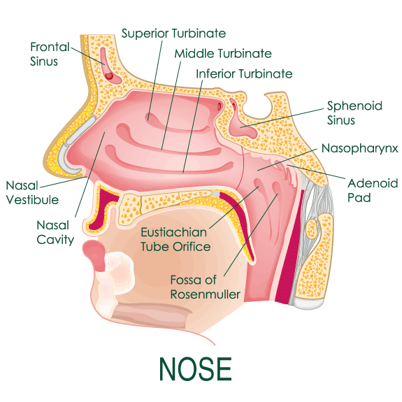 Ears ear nose throat
