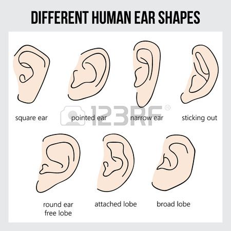 ears clipart human ear