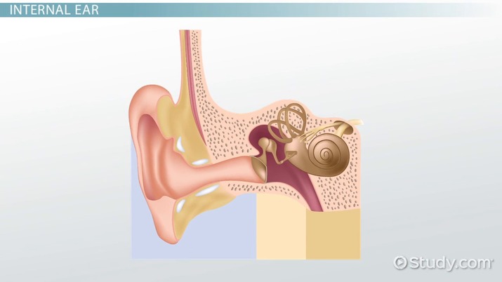 ears clipart outer ear
