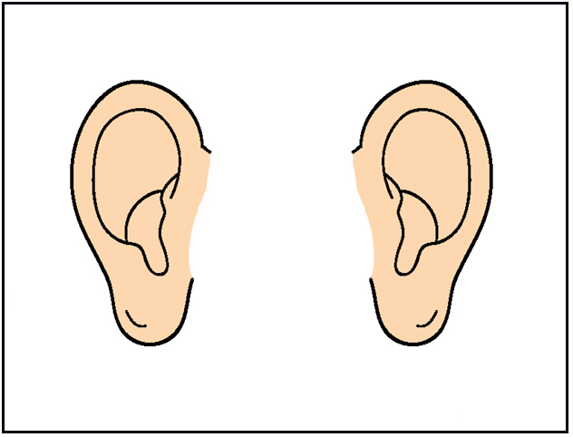 ears clipart small ear