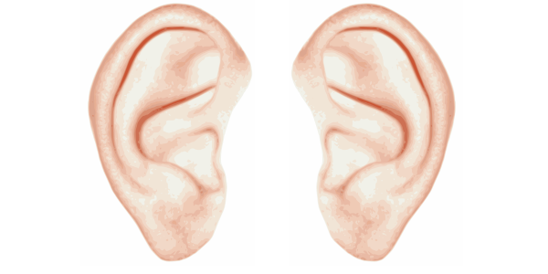 Png transparent images pluspng. Ears clipart two ear