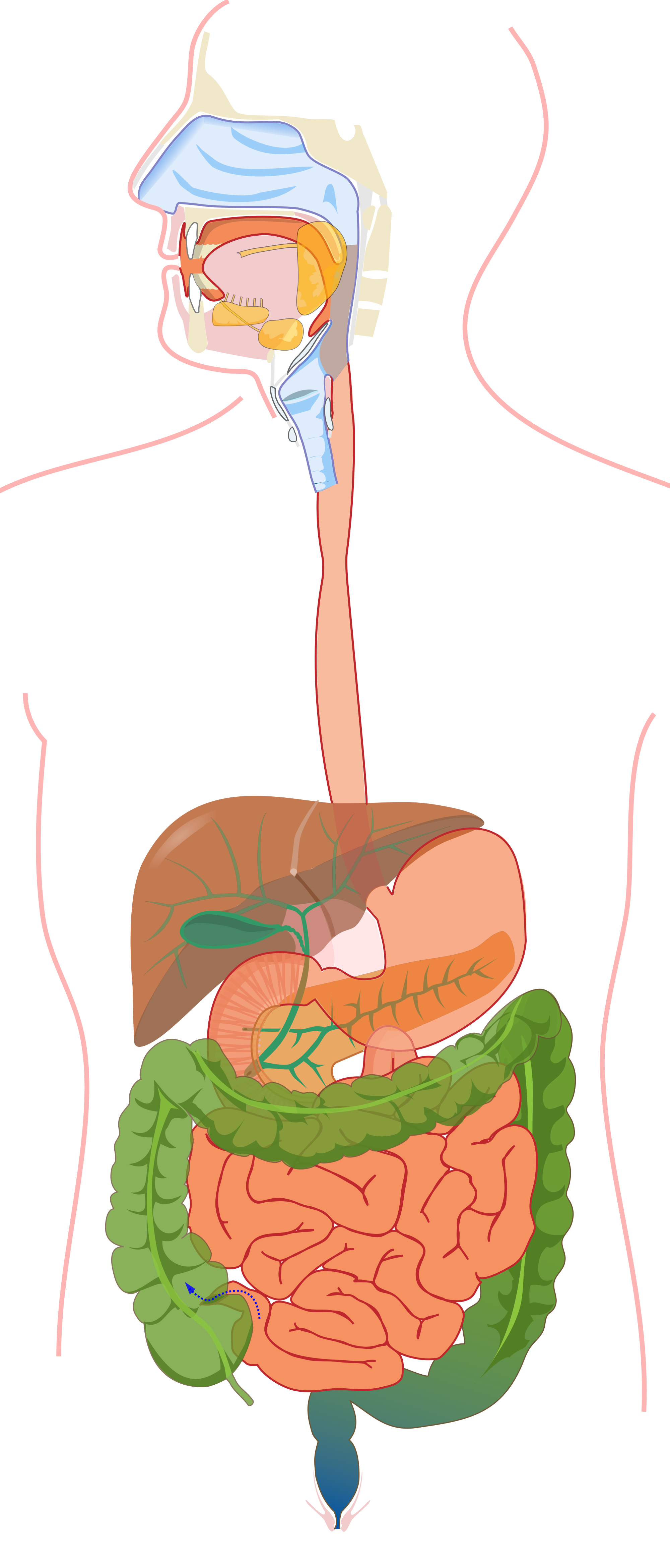 The importance of healthy. Hurt clipart diarrhea