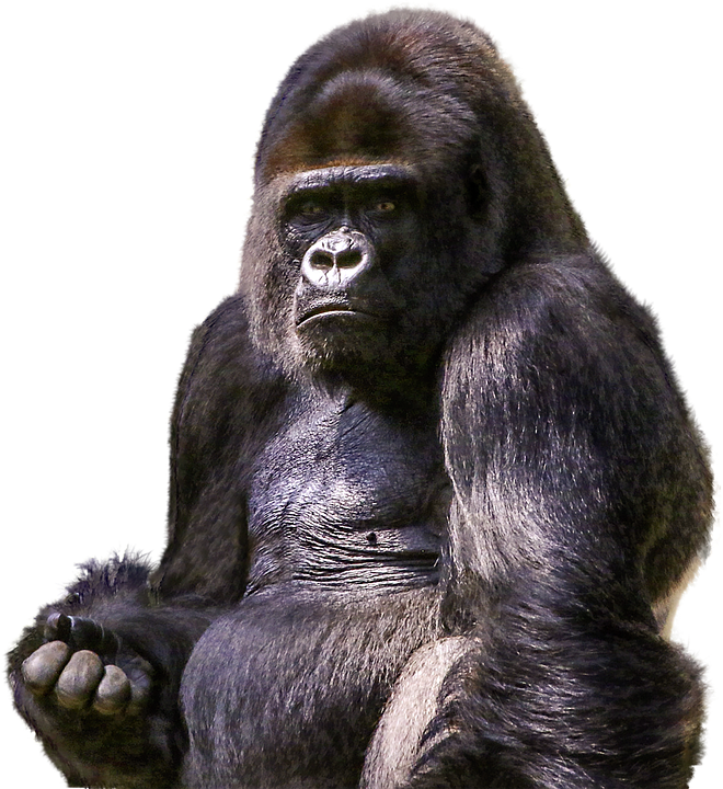 Png images free download. Gorilla clipart gorila