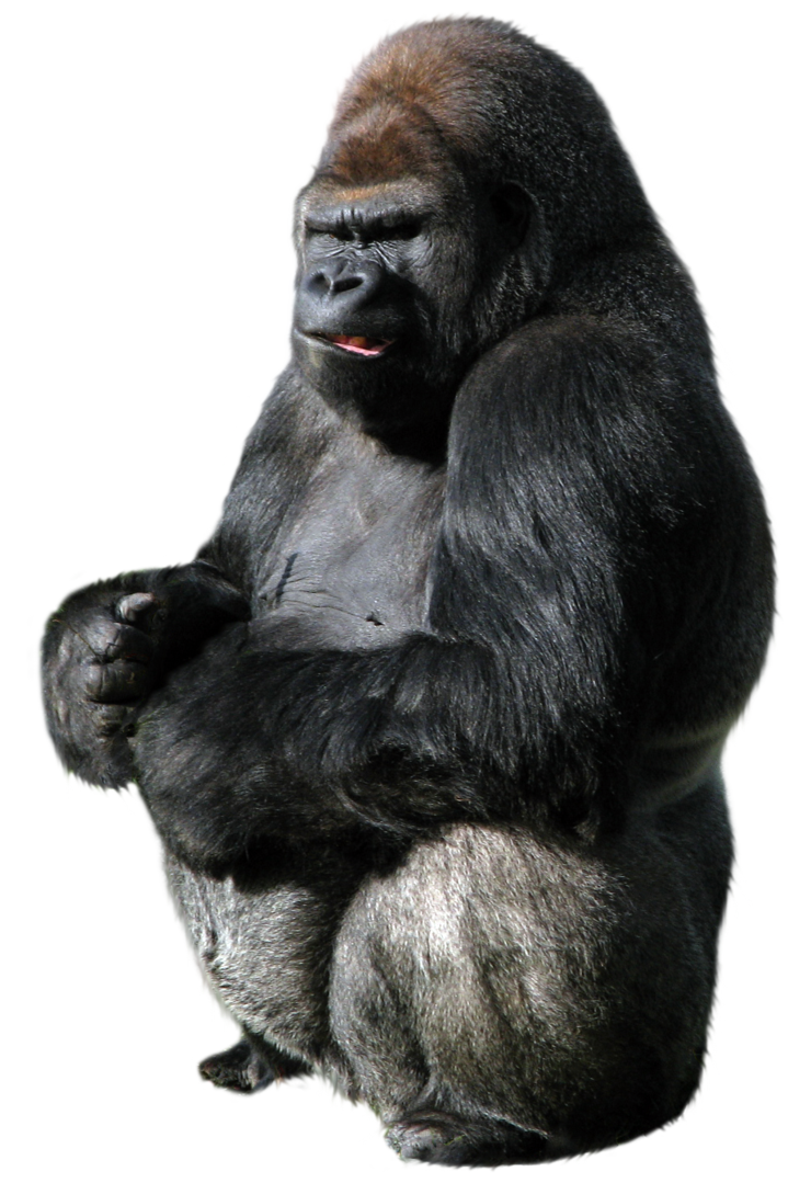 Png images free download. Gorilla clipart mountain gorilla