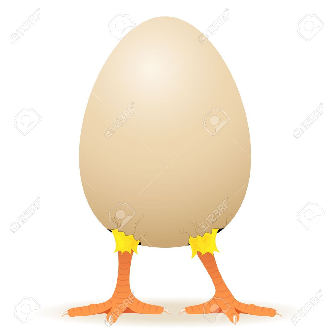 egg clipart poultry