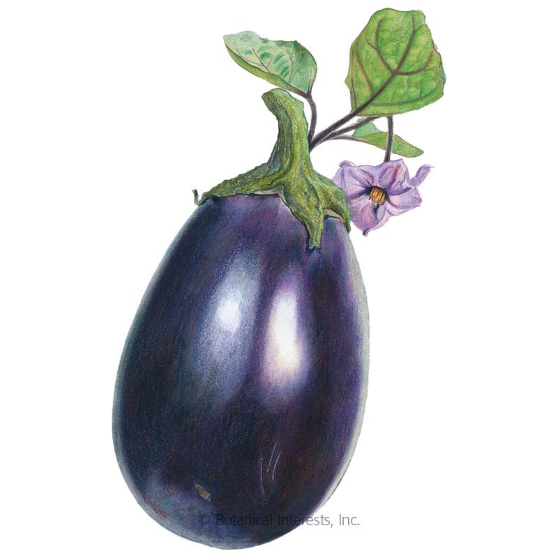 eggplant clipart beautiful