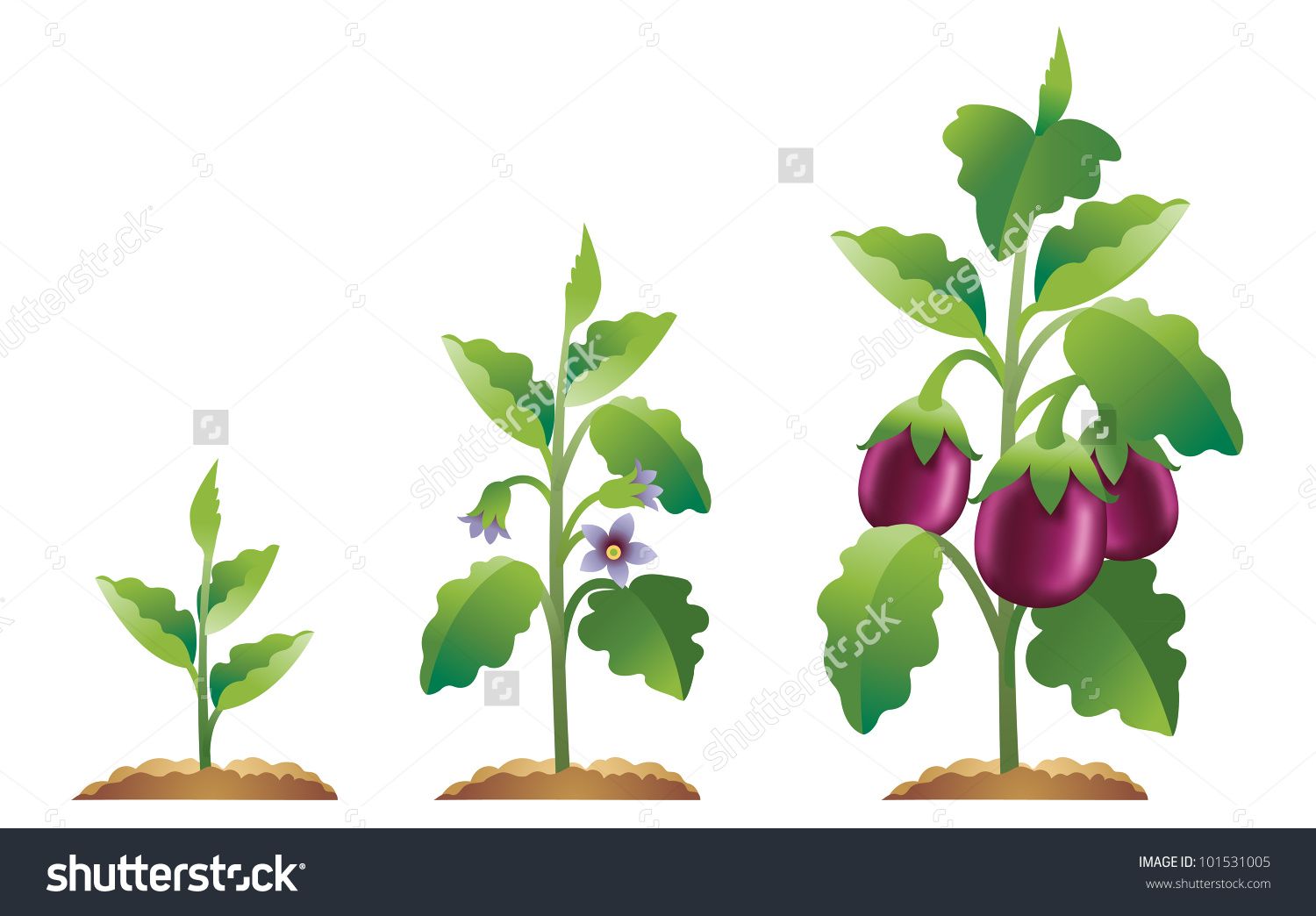 Eggplant clipart garden. Growth stages from a