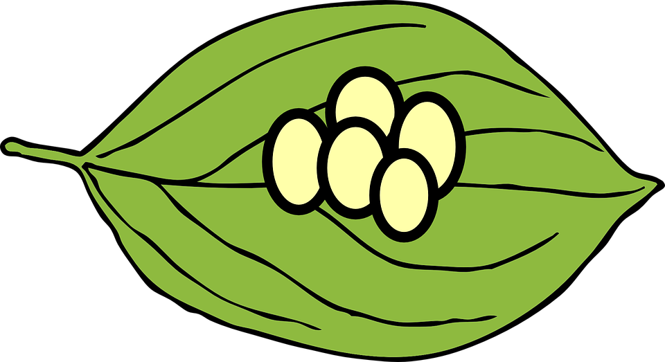 Leaf egg