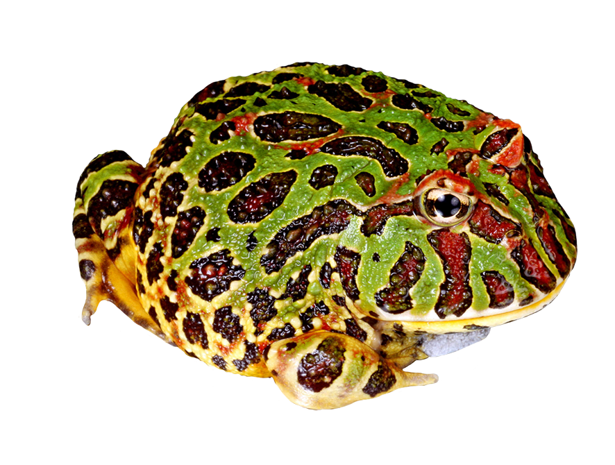 Frog clip art bufo. Toad clipart tongue