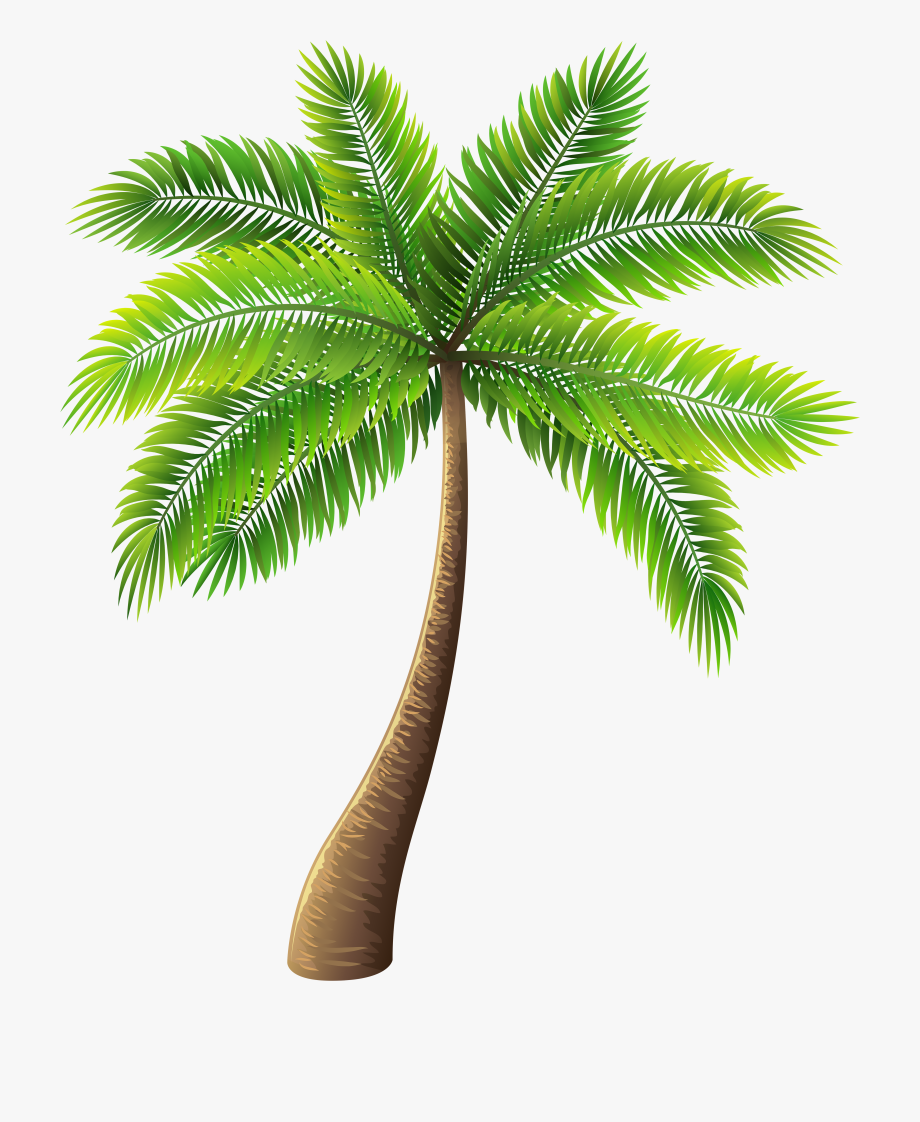 palm clipart pom tree