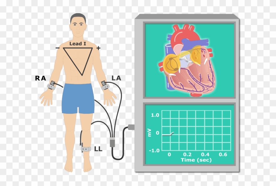The p wave recording. Ekg clipart animated
