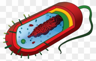 Ekg clipart unlabeled. Open prokaryotic cell diagram