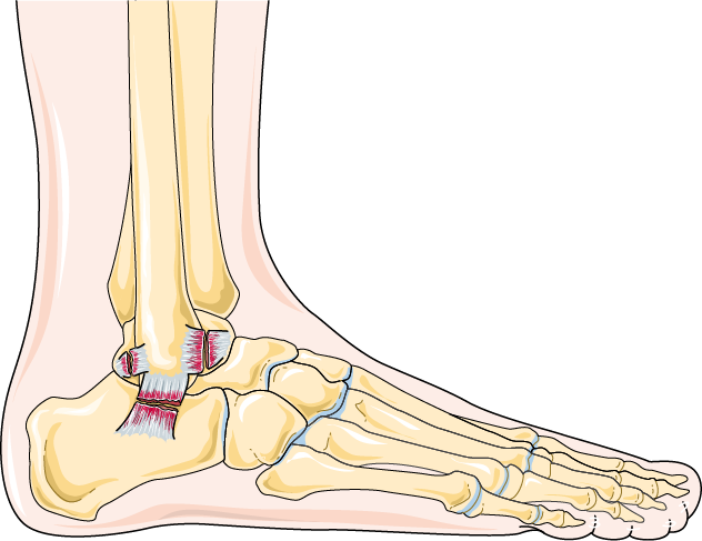 elbow clipart ankle