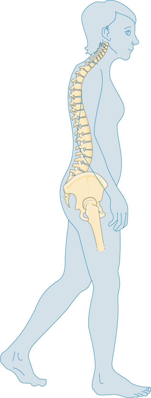 Elbow clipart body joint. Anatomy and the human