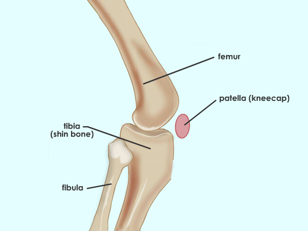 Bones muscles and joints. Elbow clipart body joint