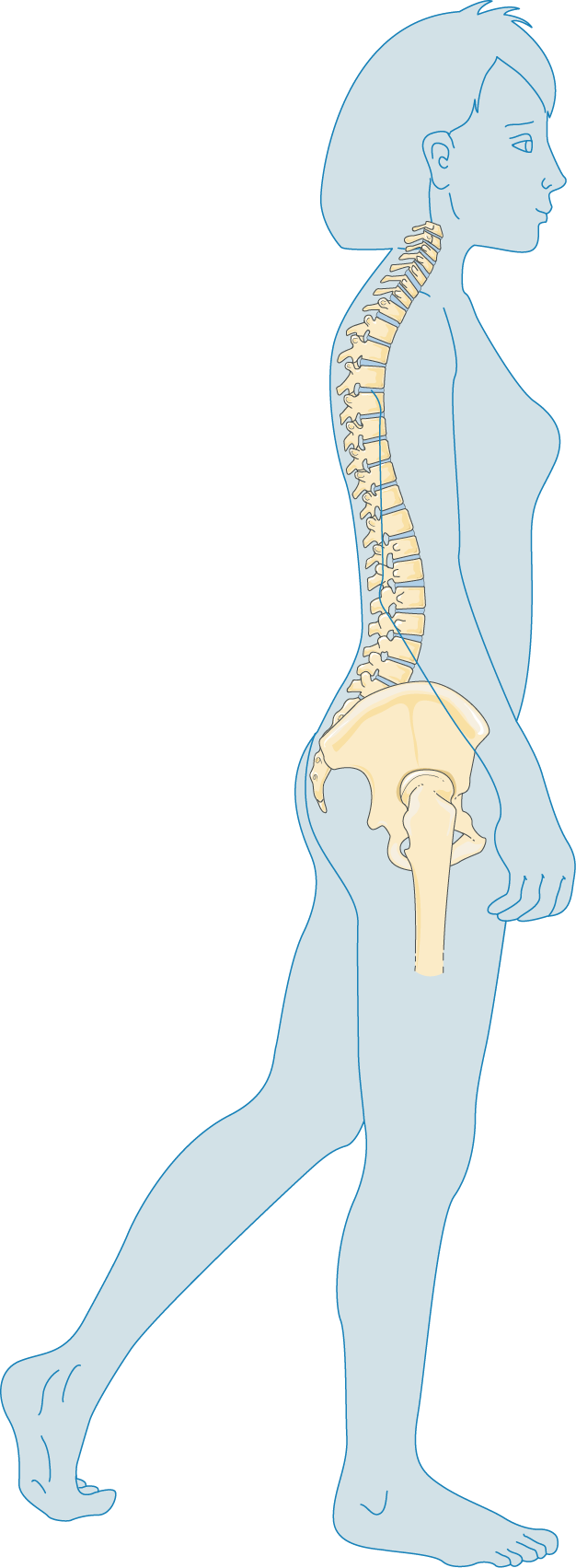 Elbow clipart body joint. Anatomy and the human