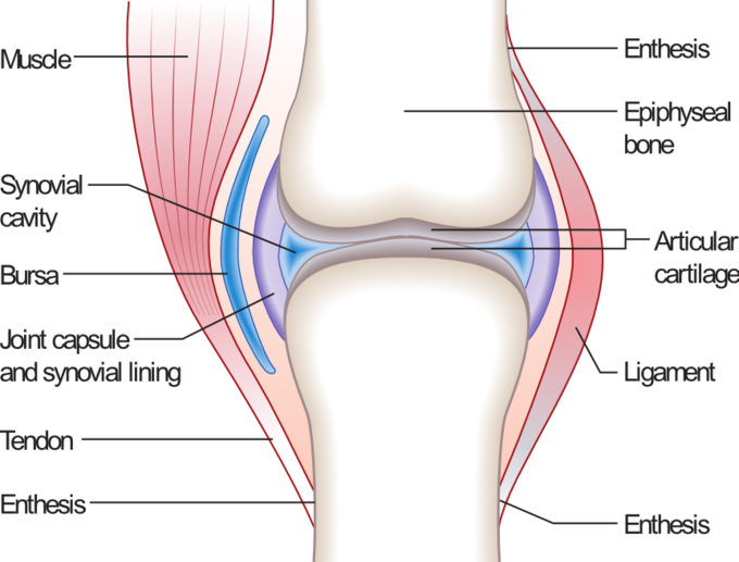 Synovial joints boundless anatomy. Elbow clipart body joint