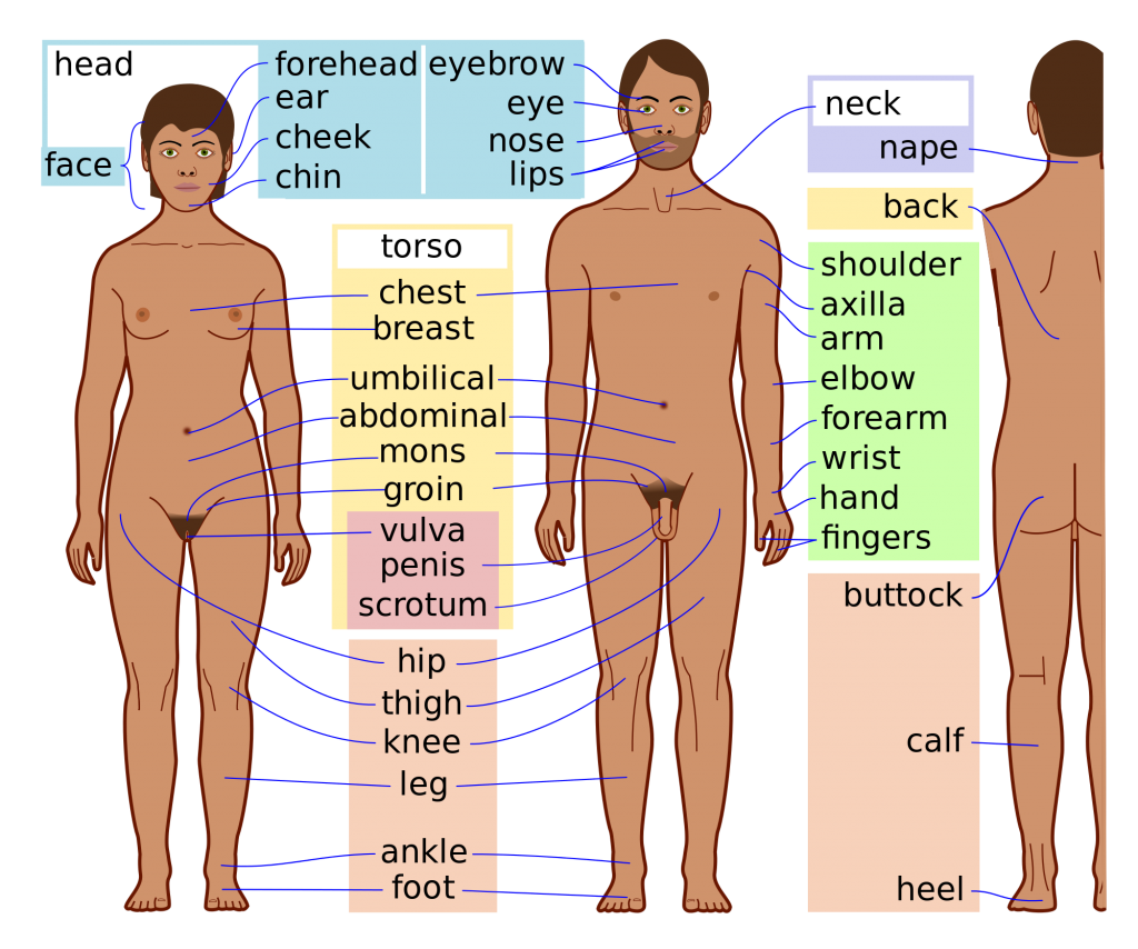 human clipart body part