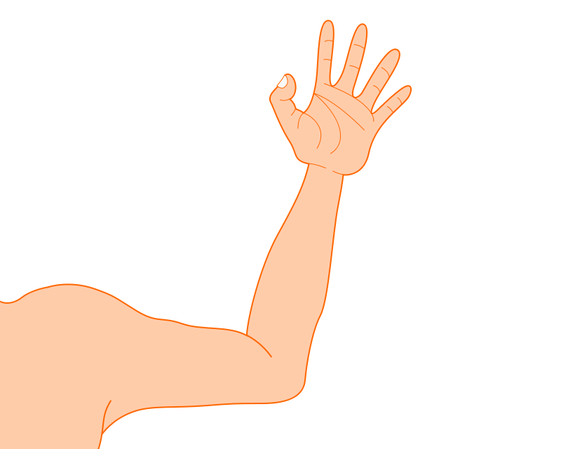 muscles clipart arm outline