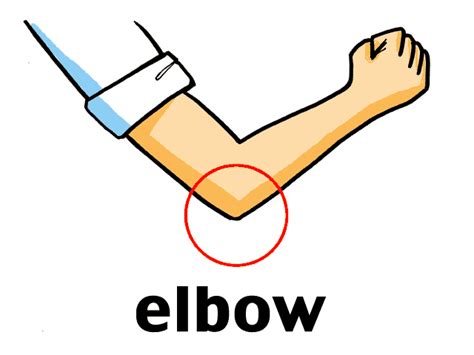 elbow clipart clip art