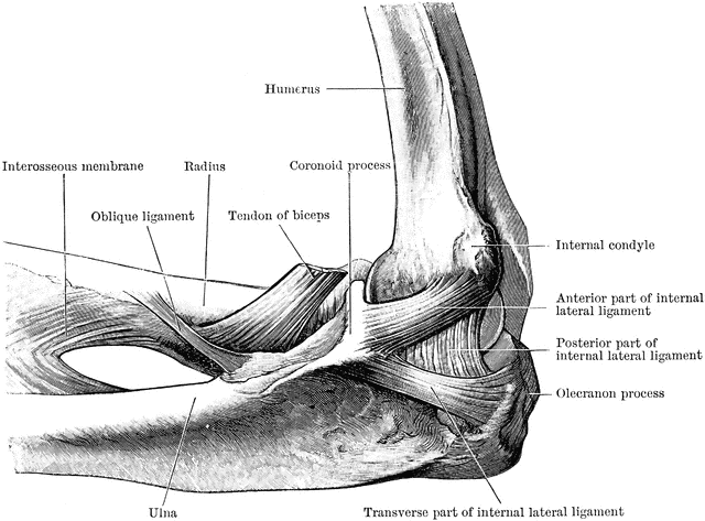 elbow clipart elbow joint