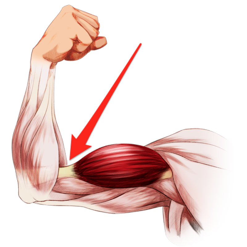 elbow clipart flexed arm
