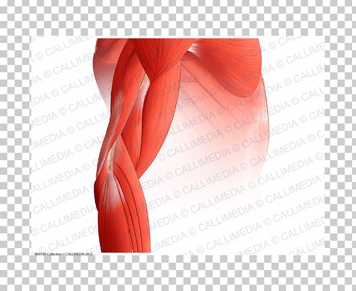 Elbow clipart muscle. Arm muscular system thigh