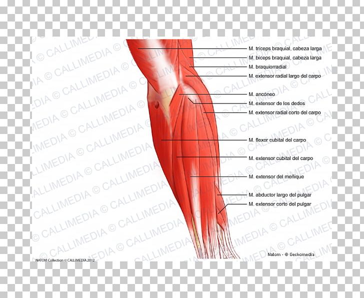 Posterior compartment of the. Elbow clipart muscle